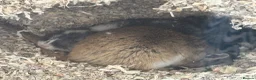 Gerbil rodents for sale: Two female gerbils in London - Advert 3