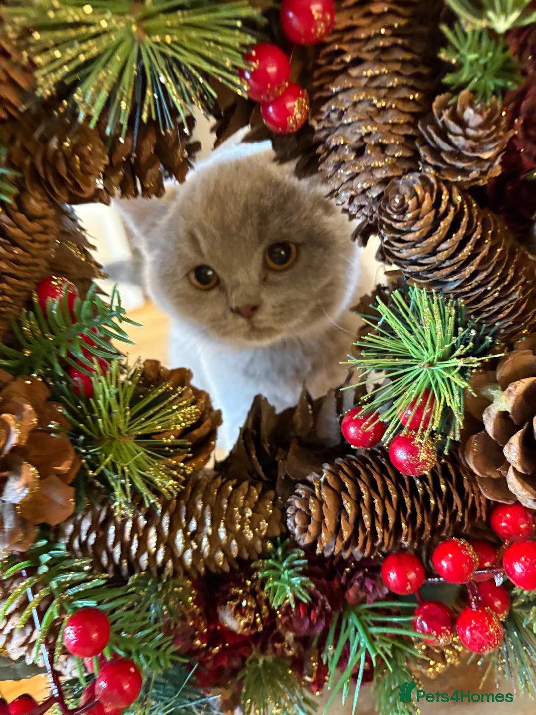 British Shorthair cats for sale: LAST BOY LEFT  - Advert 3