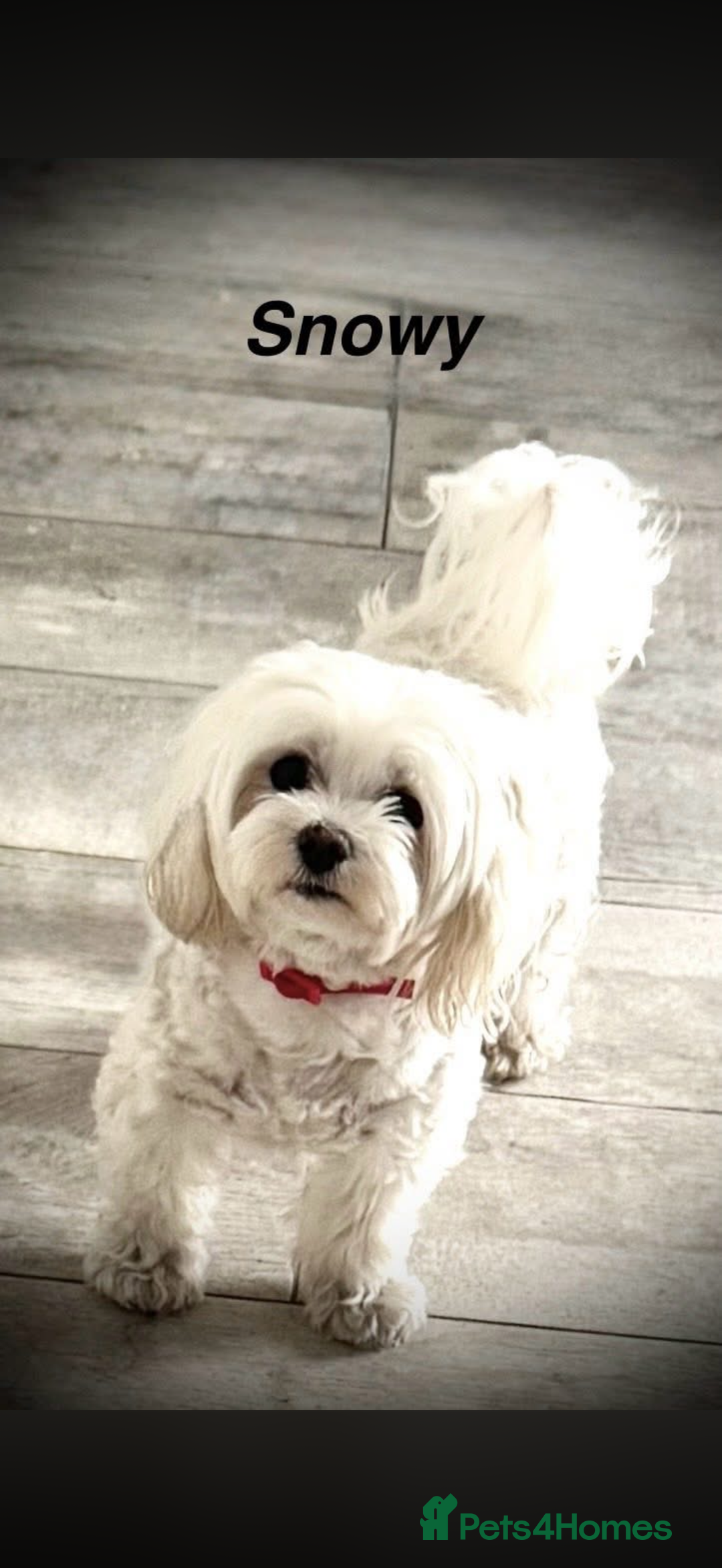 Maltipoo dogs for sale: Maltipoos puppies  - Advert 9