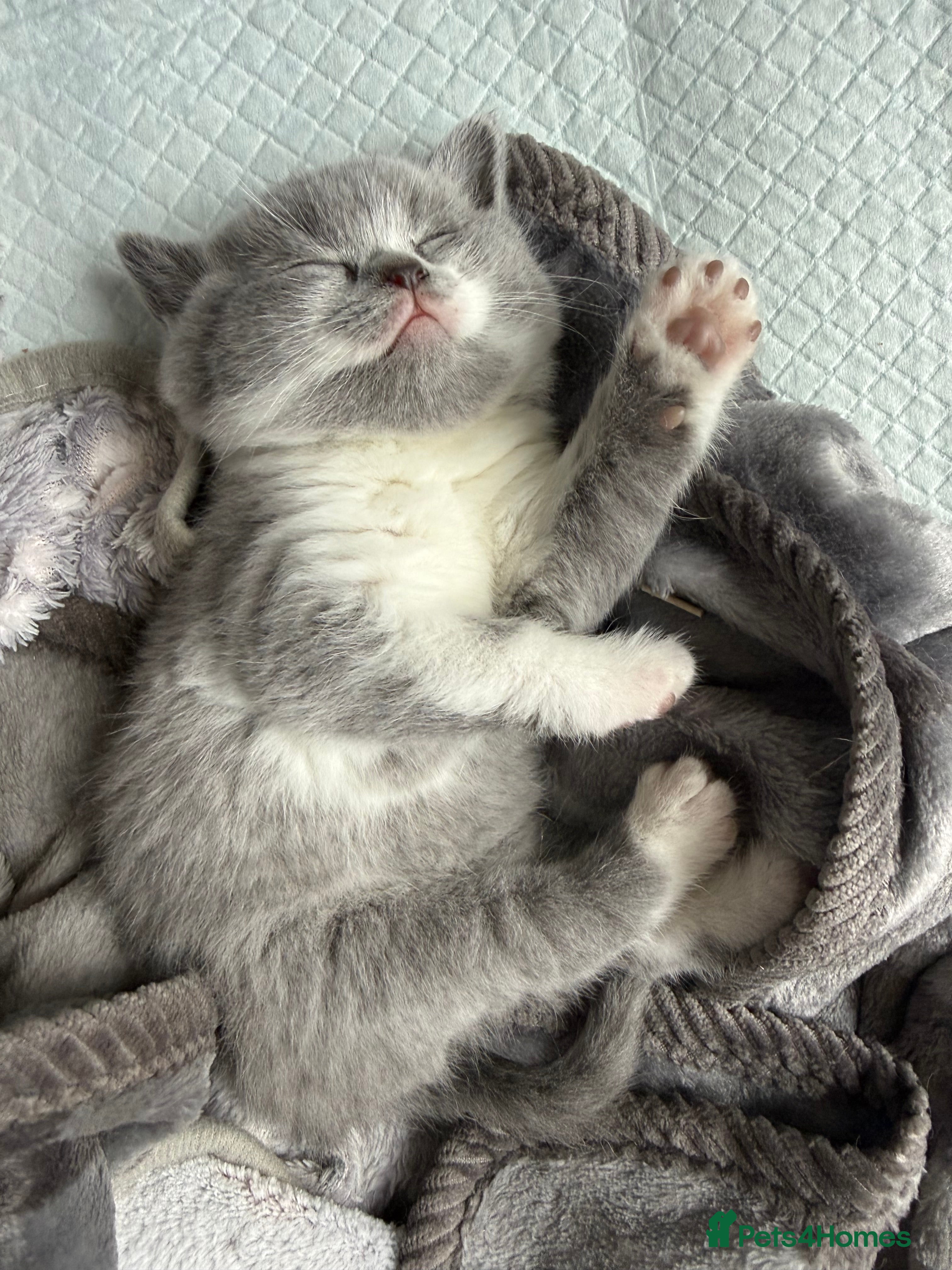 British Shorthair cats 2 left!! Stunning BSH GCCF - Tortie and Bi colour  - Advert 1