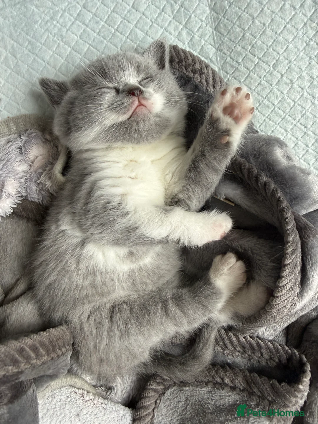 British Shorthair cats for sale: Stunning GCCF BSH - Tortie and Bi colour  - Advert 10