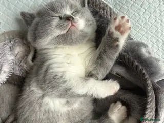 British Shorthair cats 2 left!! Stunning BSH GCCF - Tortie and Bi colour - Advert 1