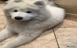 Samoyed dogs for sale: Stunning Samoyed Boy  - Image 7
