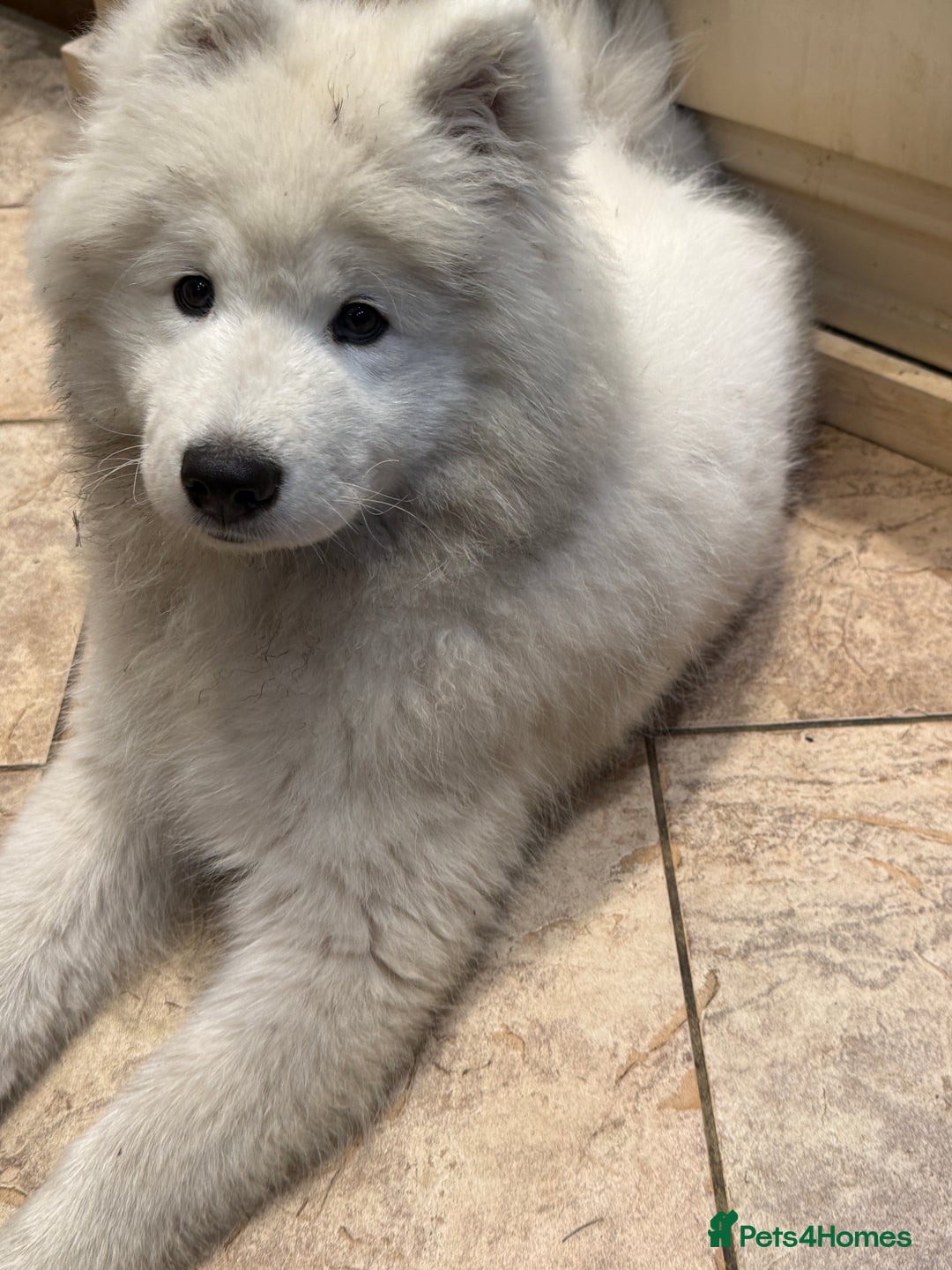 Samoyed dogs for sale: Stunning Samoyed Boy  - Image 7