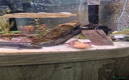 Axolotl reptiles for sale: Pair of axolotl  - Image 11