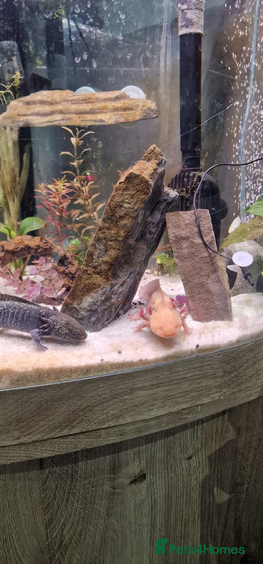 Axolotl reptiles for sale: Pair of axolotl  - Image 11