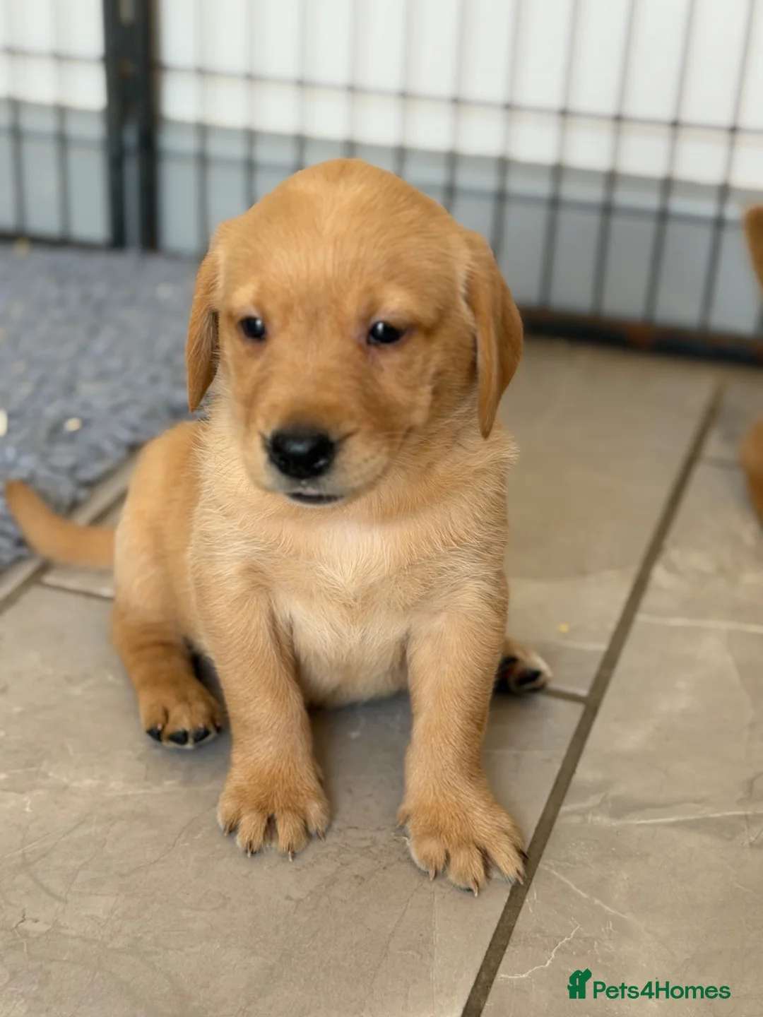 Goldador dogs for sale: GORGEOUS GOLDADORS  - Advert 1