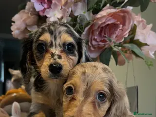 Miniature Dachshund dogs Mini long haired dachshund pups - Advert 9