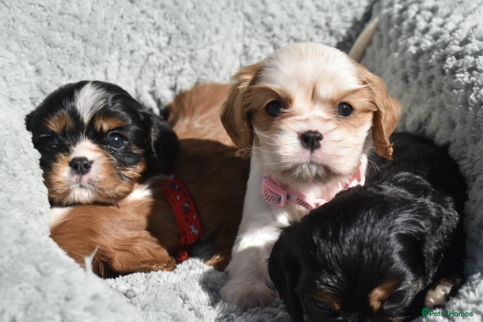 Cavalier King Charles Spaniel dogs Health Tested- Cavalier King Charles Spaniel - Advert 7