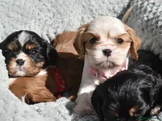 Cavalier King Charles Spaniel dogs Health Tested- Cavalier King Charles Spaniel - Advert 7