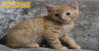 Mixed Breed cats - Advert 11