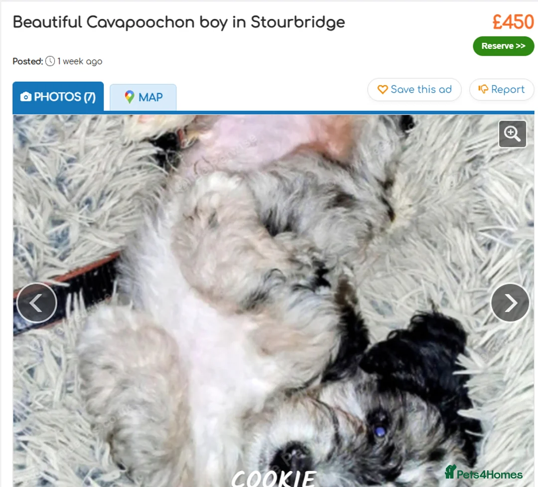 Cockapoo dogs for sale: 14 week old Cockapoo - Advert 2