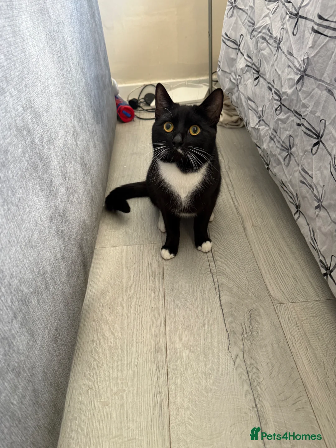 Mixed Breed cats for sale: Male cat (max)  - Advert 1