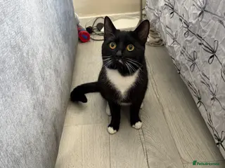 Mixed Breed cats Male cat (max) - Advert 9