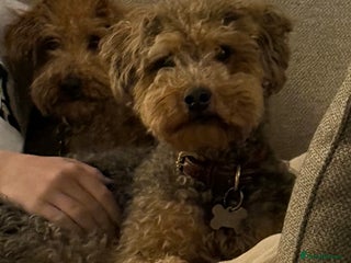 Mixed Breed dogs Two Lakeland x Poodle boys- must stay together - Advert 3