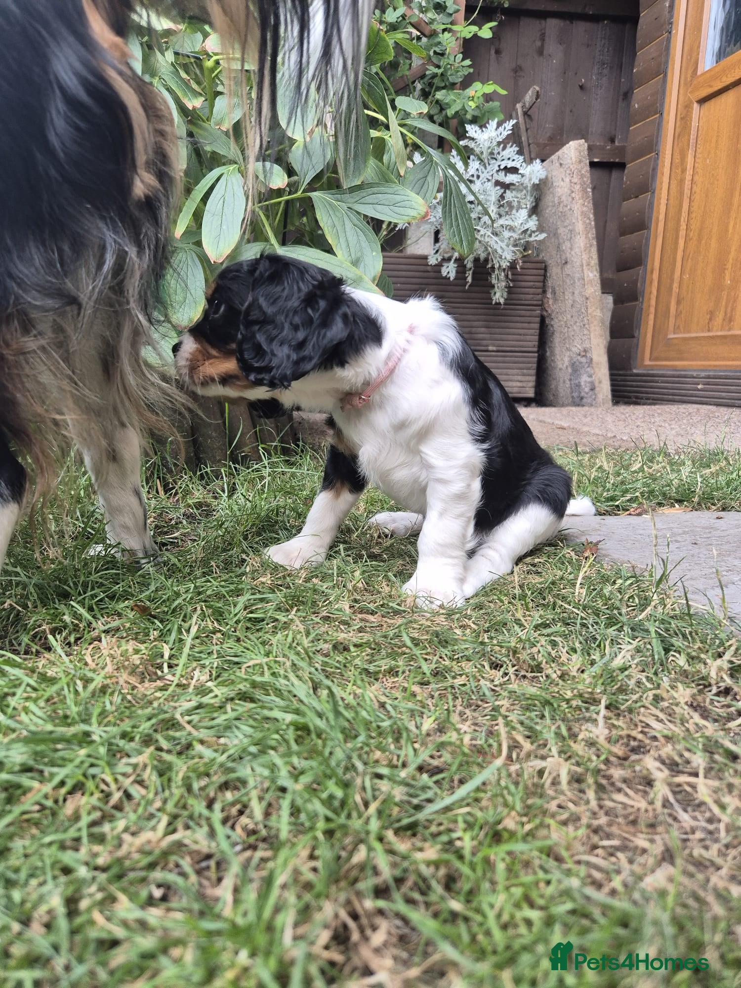 Cavalier King Charles Spaniel dogs Beautiful Cavalier King Charles Spaniel 7 Puppies - Advert 2