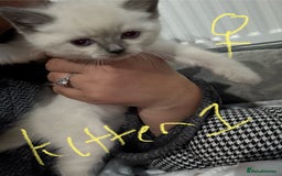 Ragdoll cats for sale: Ragdoll x main coon x British shorthair mix  - Image 11