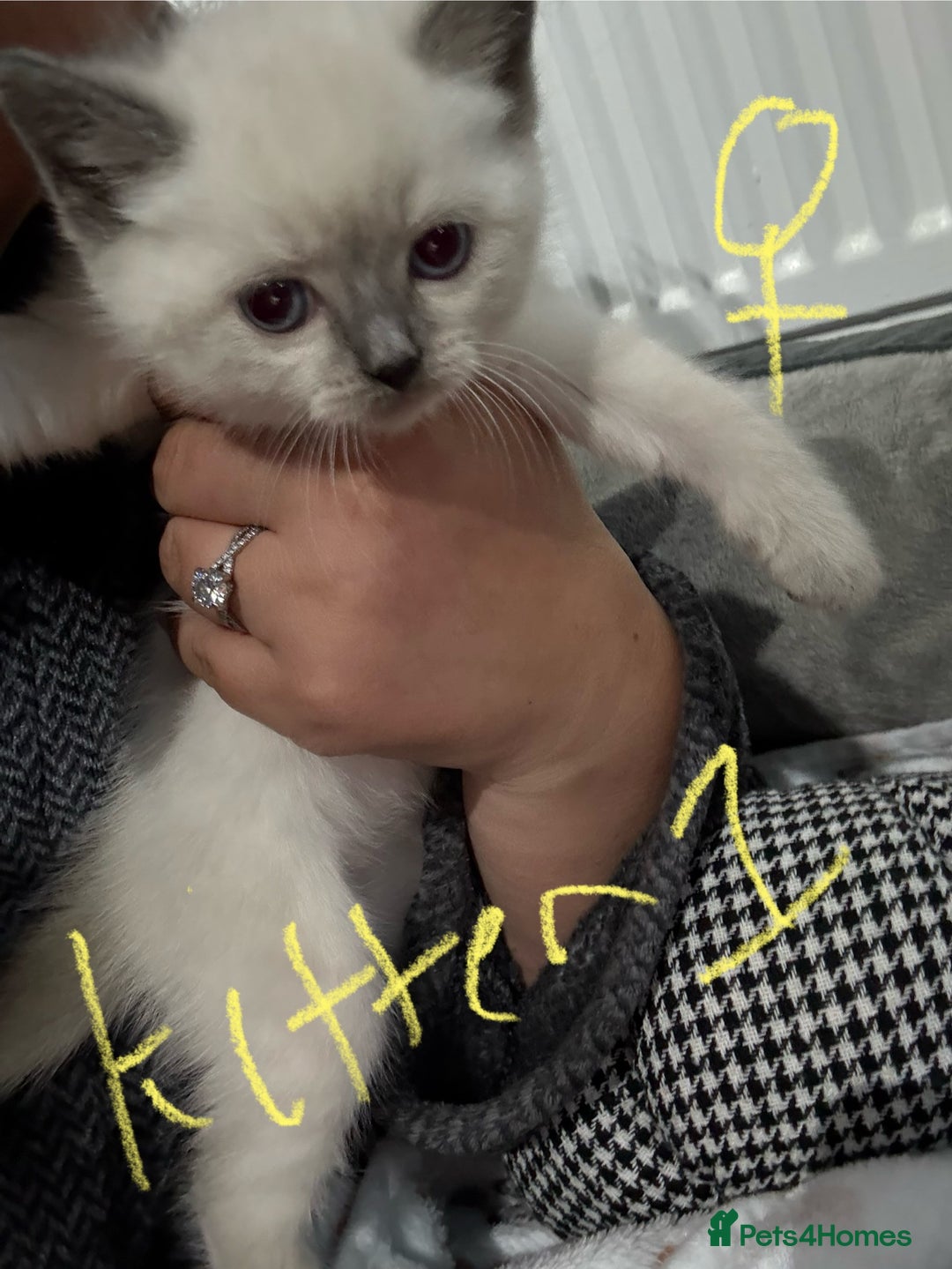 Ragdoll cats for sale: Ragdoll x main coon x British shorthair mix  - Image 11