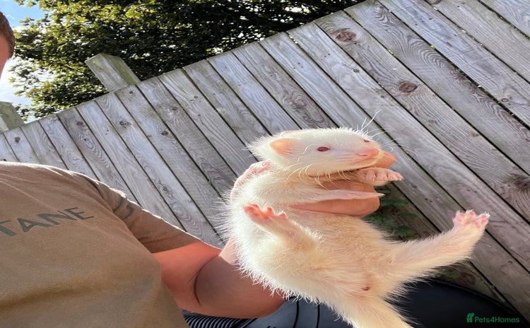 Ferret rodents - Advert 16