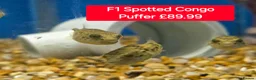 Pufferfish fish for sale: Puffers! - Different prices + Breeds!! ❤️🐡 - Advert 2
