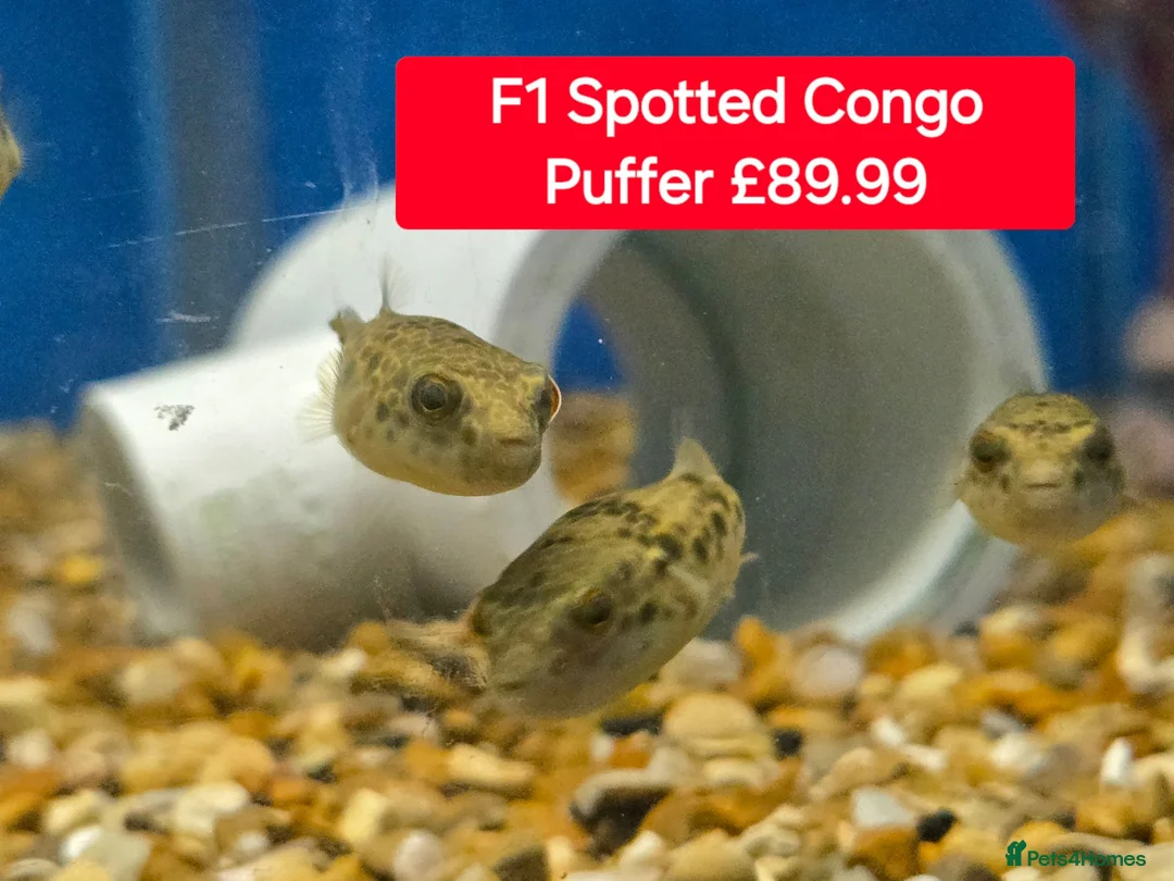 Pufferfish fish for sale: Puffers! - Different prices + Breeds!! ❤️🐡 - Advert 2