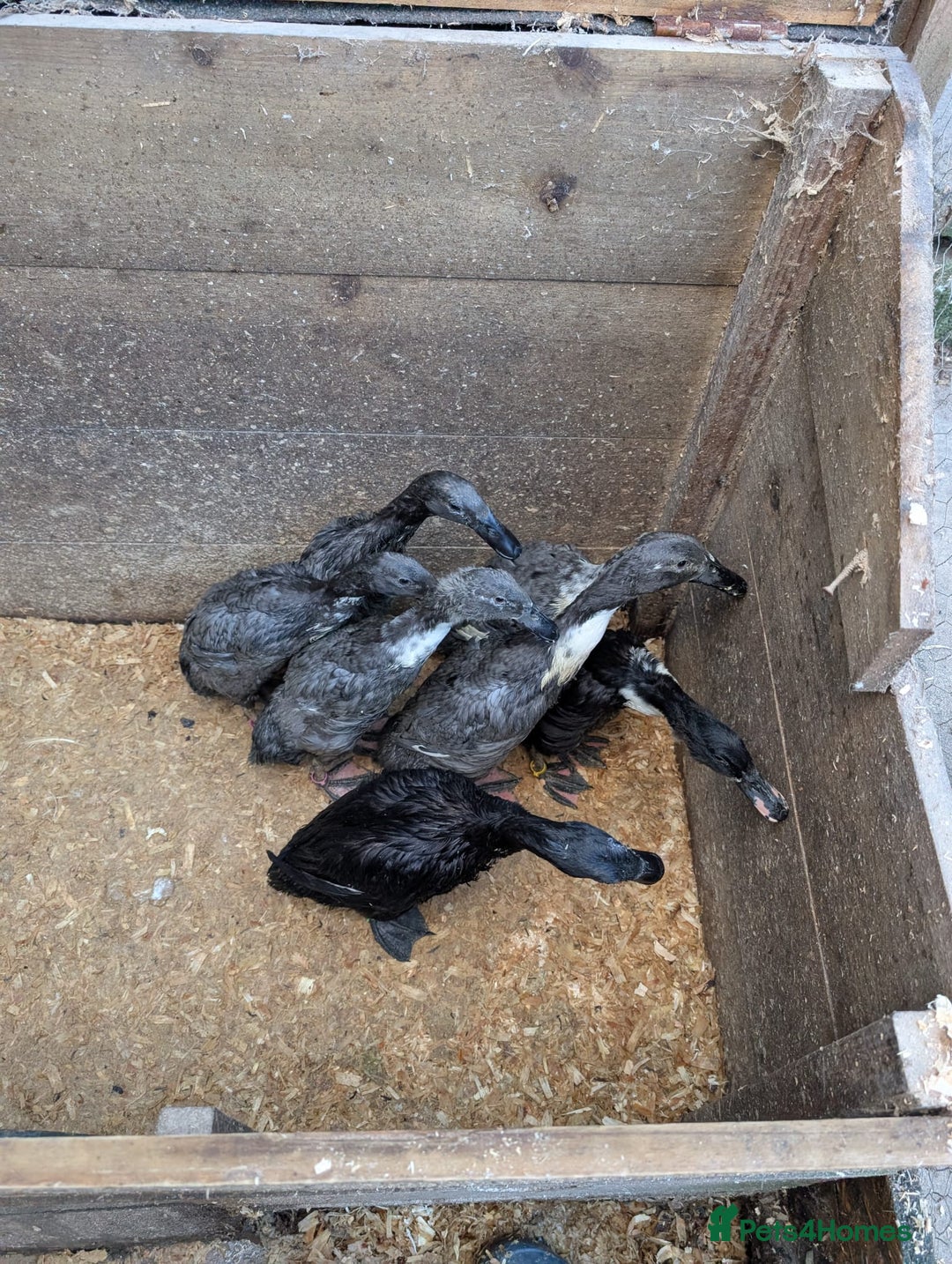 Mixed Breed poultry for sale: Indian runner ducklings and Silkies  - Advert 6