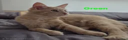 Maine Coon cats for sale: Rare Colour 3/4 Maincoon Ragdoll Mix Kitten - Advert 10