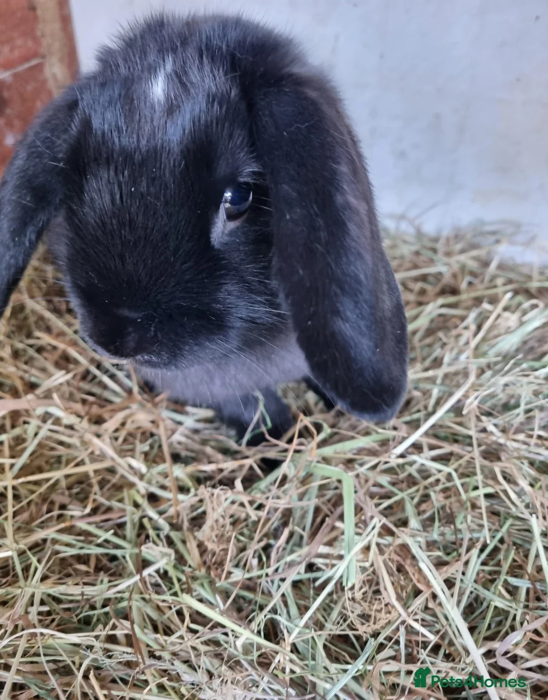 Mini Lop rabbits for sale: Lovely lop - Advert 2