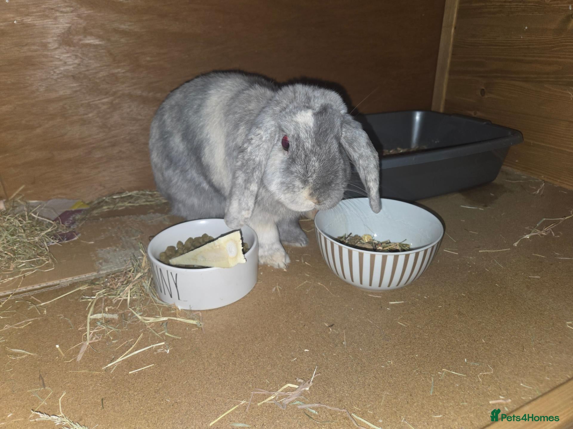 Mixed Breed rabbits Rabbit called bugzy  - Advert 1
