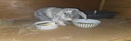 Mixed Breed rabbits for sale: Rabbit called bugzy  - Advert 1