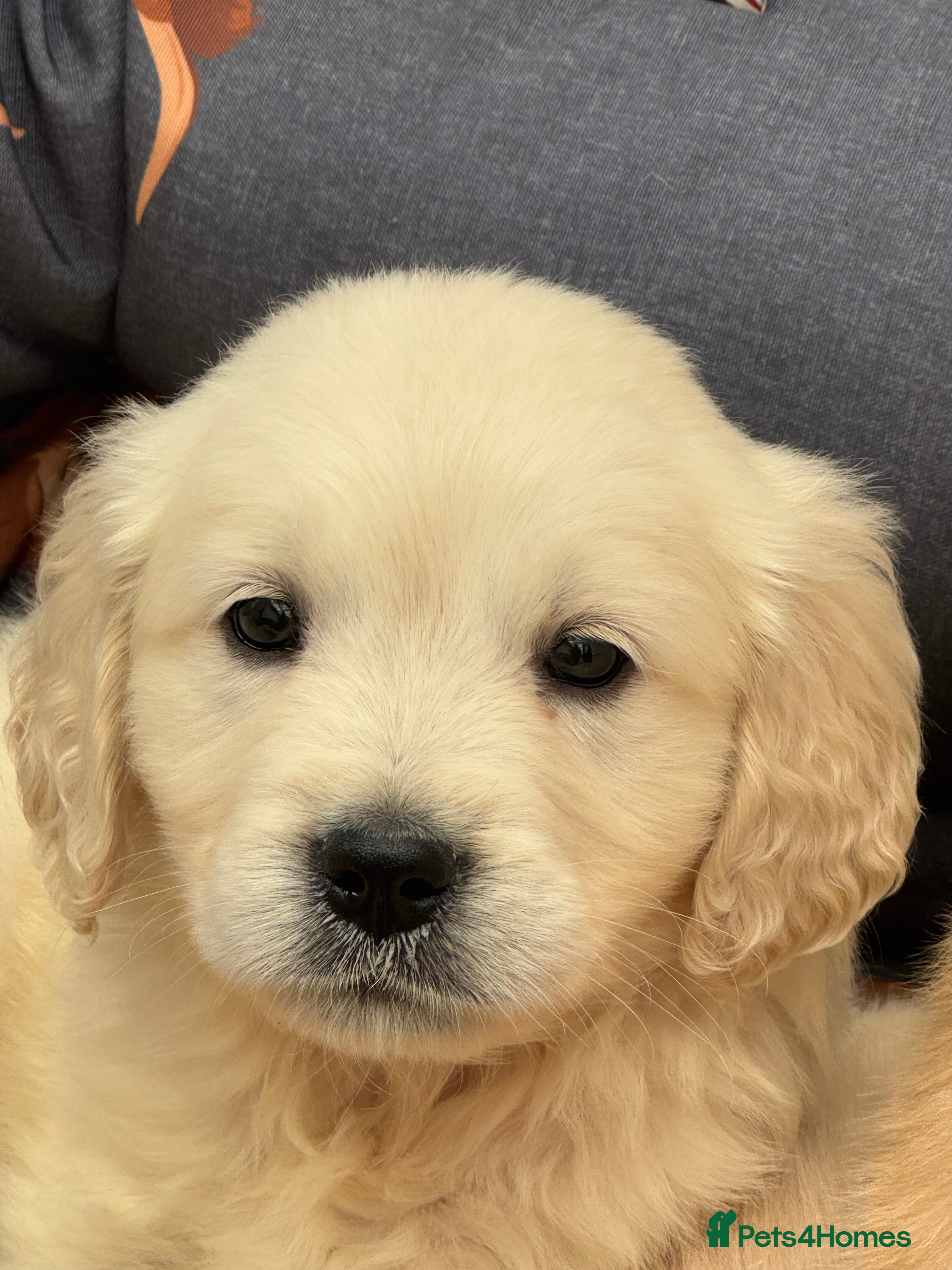 Golden Retriever dogs TeddyBear Health tested Vaccs KC Golden Puppies - Advert 2