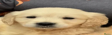 Golden Retriever 8