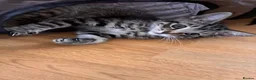 Mixed Breed cats for sale:  Kittens - Advert 23