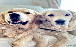 Golden Retriever dogs for sale: 2 year old needs retired couple  - Image 8