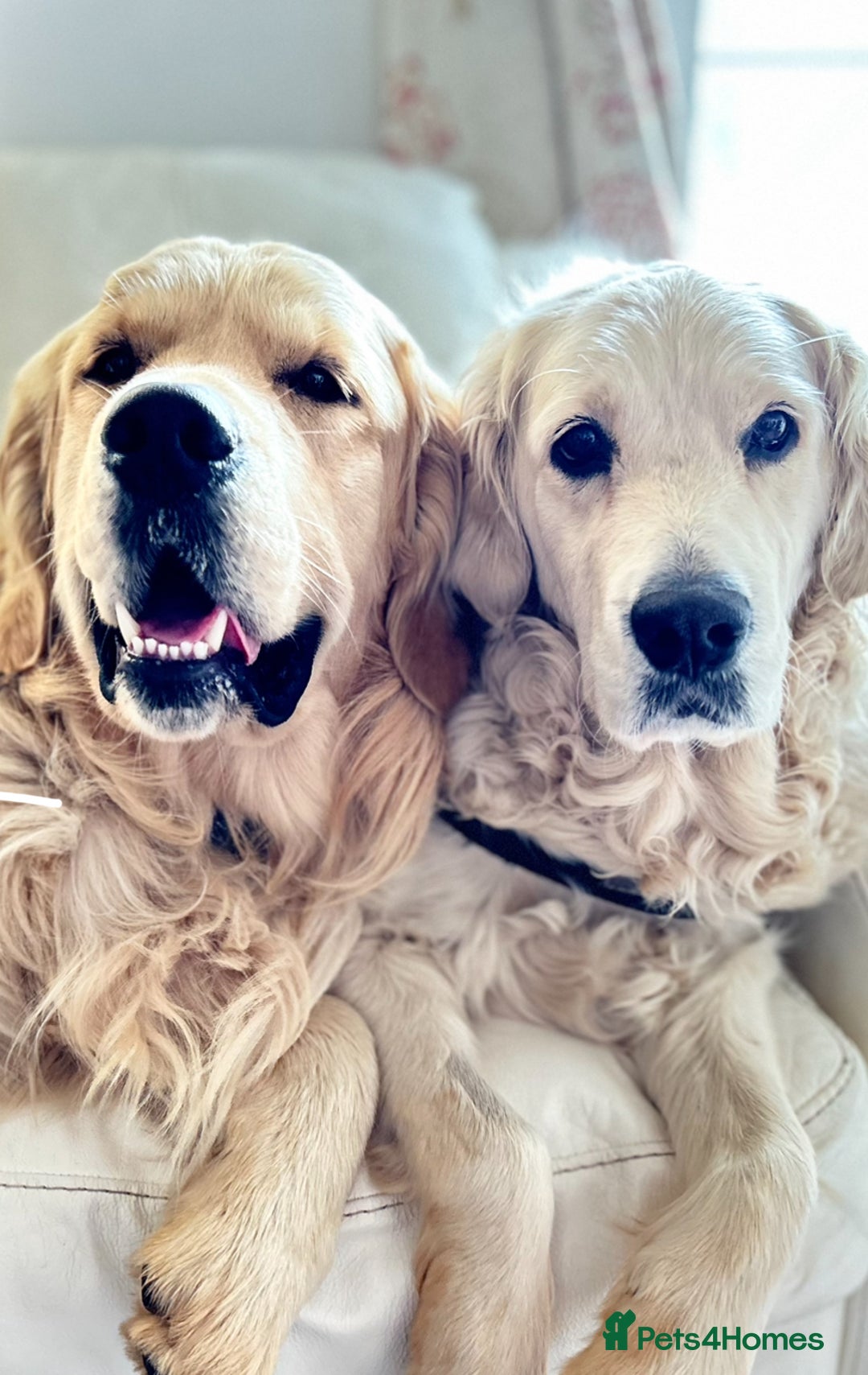 Golden Retriever dogs for sale: 2 year old needs retired couple  - Image 8