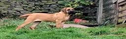 Mastiff dogs for sale: KC registered English Mastiff girls  - Advert 1