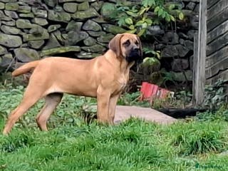 Mastiff dogs KC registered English Mastiff girls - Advert 10