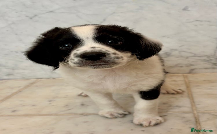 Mixed Breed dogs - Advert 3