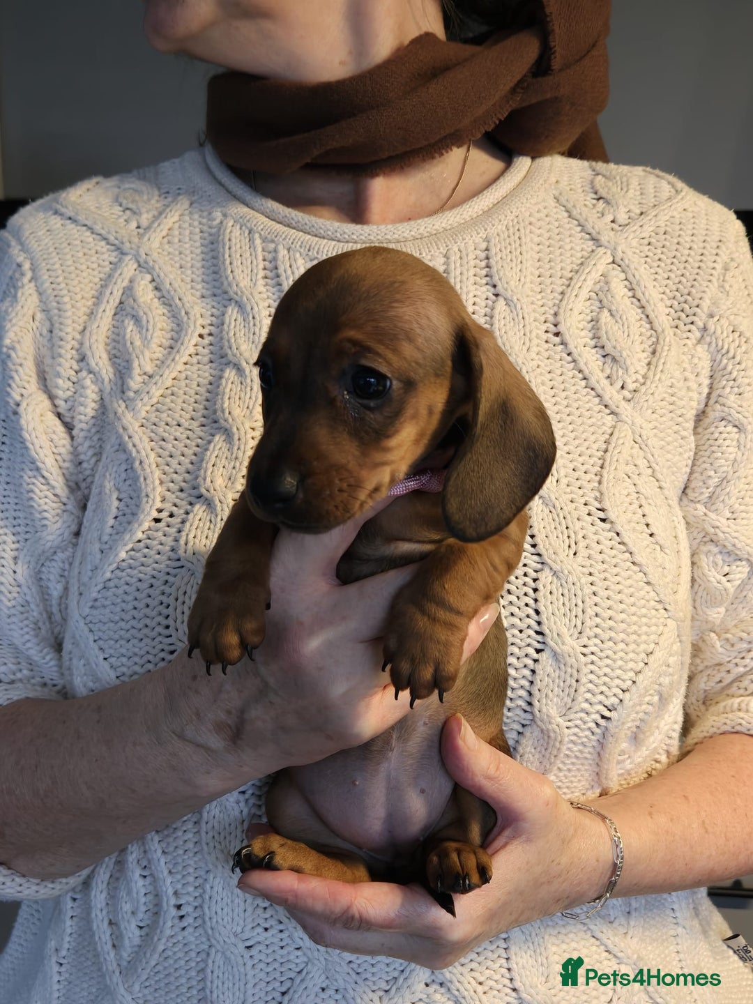 Miniature Dachshund dogs for sale: Miniature dashshund - Advert 3