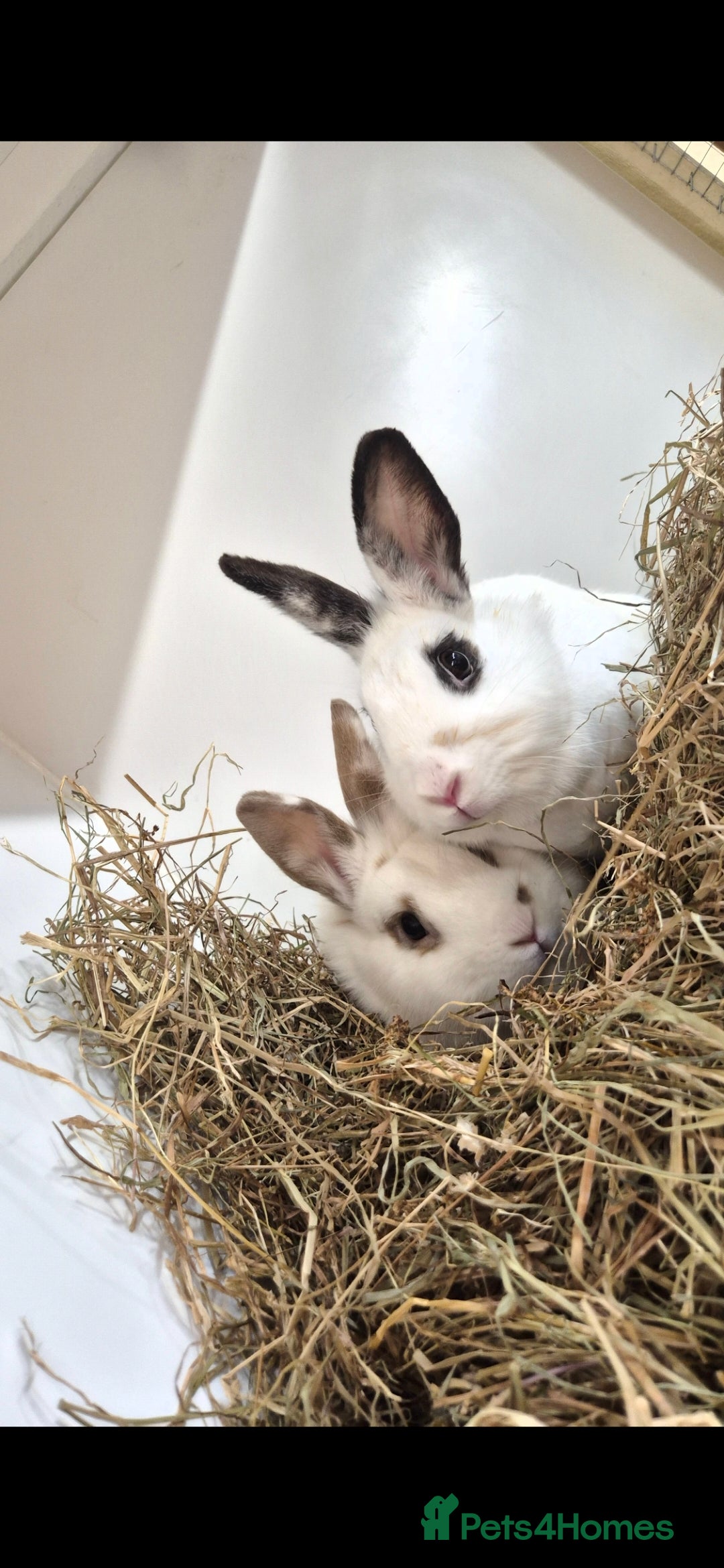 Lionhead rabbits Bonded Brother and Sister - Advert 1