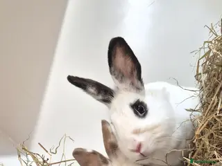 Lionhead rabbits Bonded Brother and Sister - Advert 1