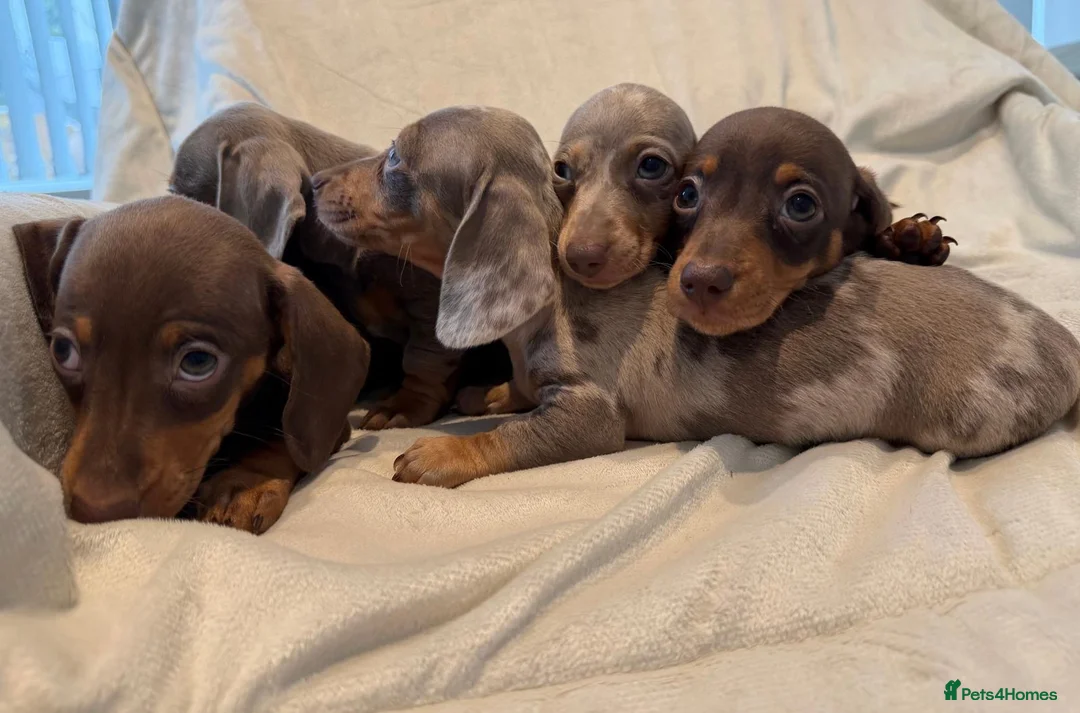 Miniature Dachshund dogs for sale: Kc miniature dachshund  - Advert 1