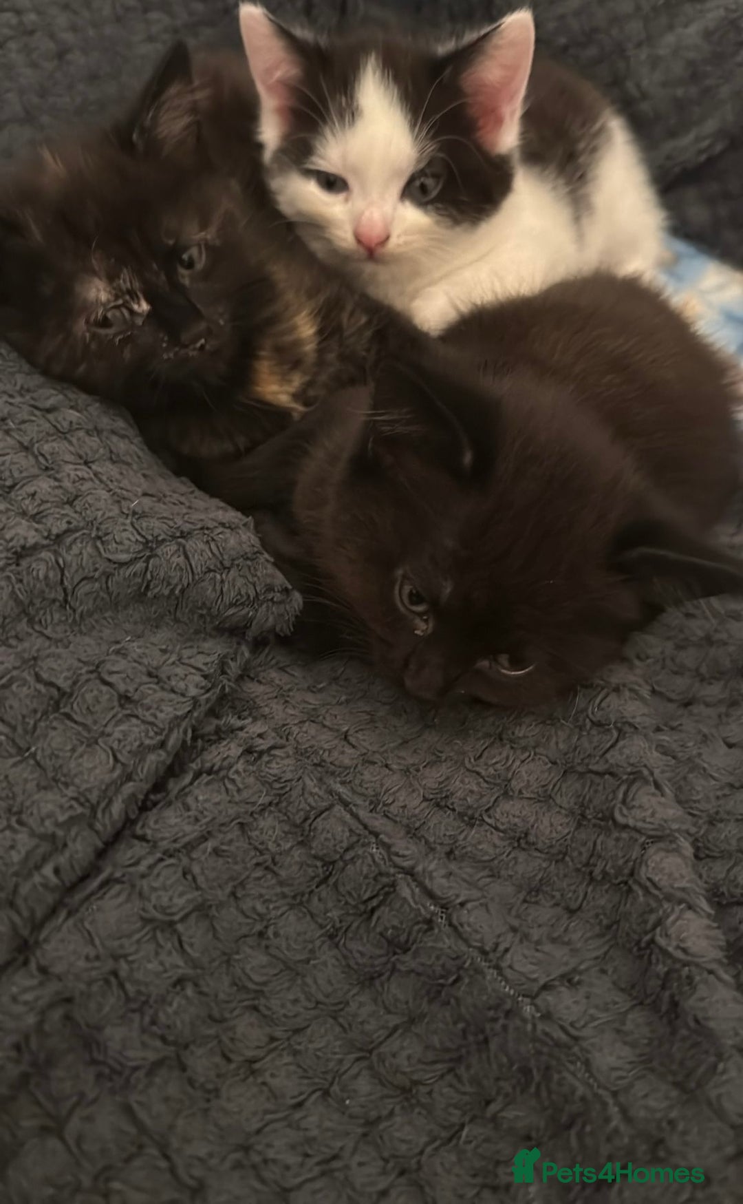 British Shorthair cats for sale: Kittens  - Advert 4