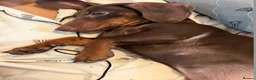 Miniature Dachshund dogs for sale: 8 Months Female Miniature Dachshund - Advert 3