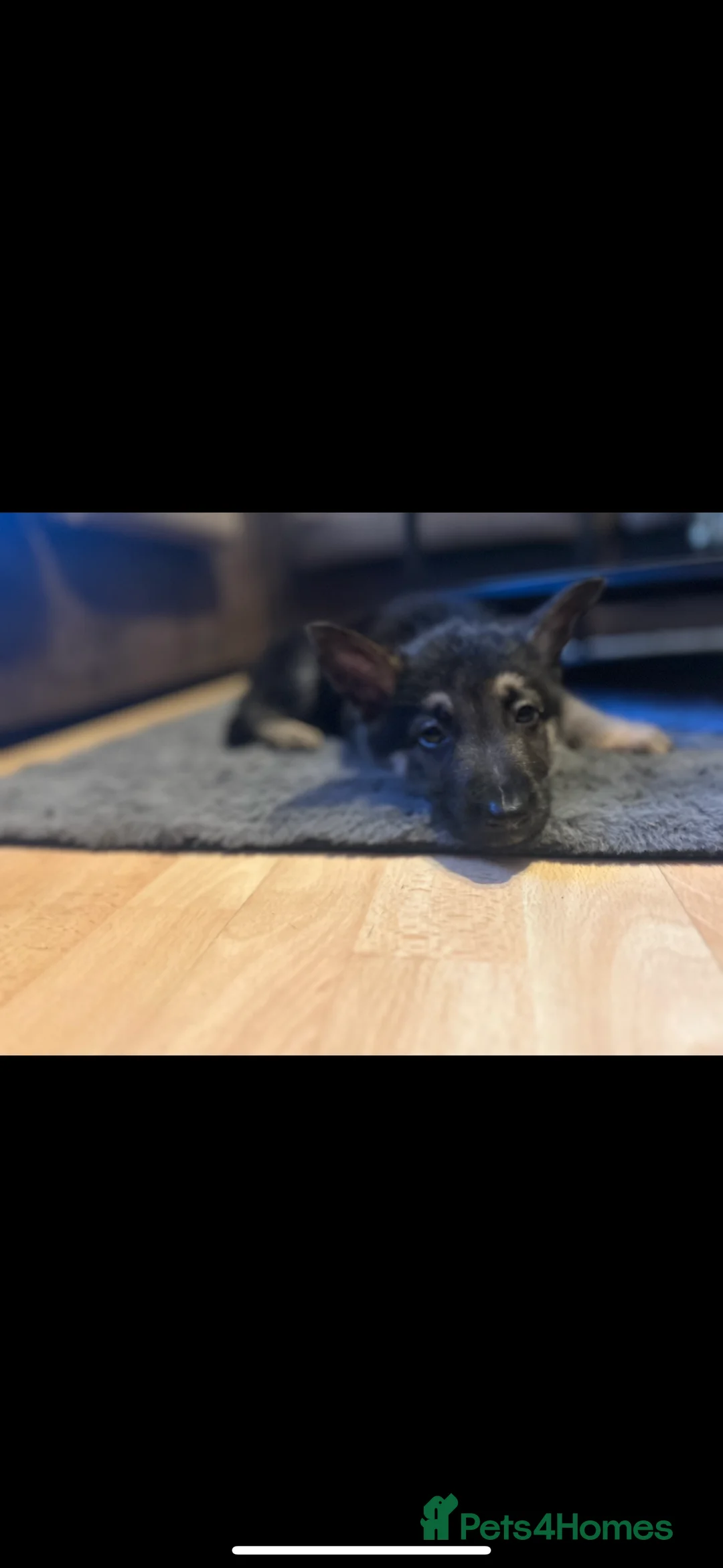 German Shepherd dogs for stud: PROVEN BIG BONED GERMAN SHEPHERD FOR STUD  in Romford - Advert 16