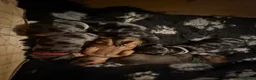 Miniature Dachshund dogs for sale: Miniature daschunds  - Advert 21