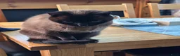 Ragdoll cats for sale: 2 adult ragdoll cats  in Manchester - Advert 4