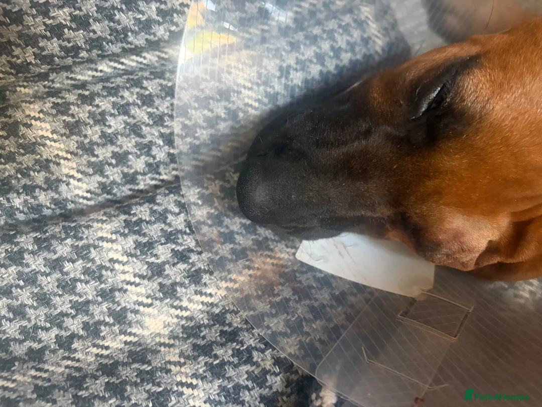 Rhodesian Ridgeback dogs for sale: Meet ‘Wonder’ Stevie Wonder  - Advert 2