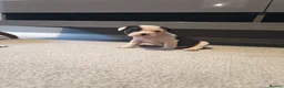 Mixed Breed dogs for sale: American bull cross old tyme  in Skegness - Advert 7