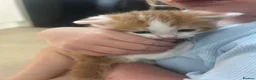 Domestic Shorthair cats for sale: Beautiful ginger kittens for sale  in Letchworth Garden City - Advert 3